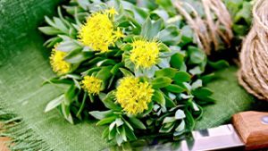 Rosenwurz - Inhaltstoff