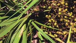 Sägepalme - Inhaltstoff