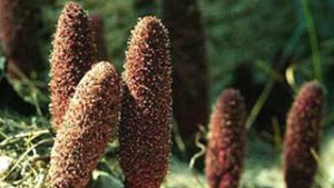 Malteserschwamm - Inhaltstoff