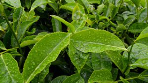 Kwoapet - Inhaltstoff