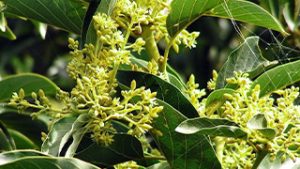 Muirapuama - Inhaltstoff