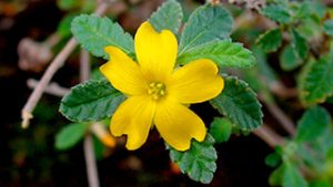 Damiana - Inhaltstoff