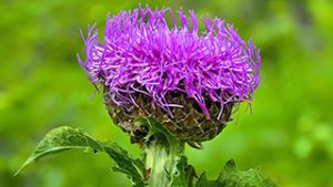 Maralwurzel - Inhaltstoff