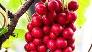 Chinesisches Spaltkörbchen - Inhaltstoff