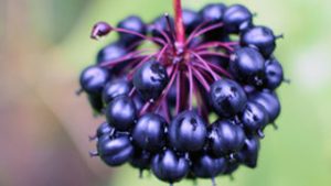 Borstige Taigawurzel - Inhaltstoff