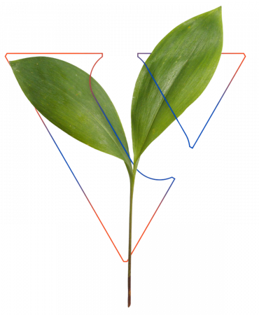 Natürliche Inhaltsstoffe Bild Veyneyra
